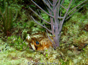 Puffer playing hide and seek by Stephen Bardes 